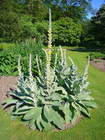 Bulk 100 Seeds Mullein Seed Ornamental Plant Flowering, Heirloom- Non GMO - Open Pollinated - Made in USA