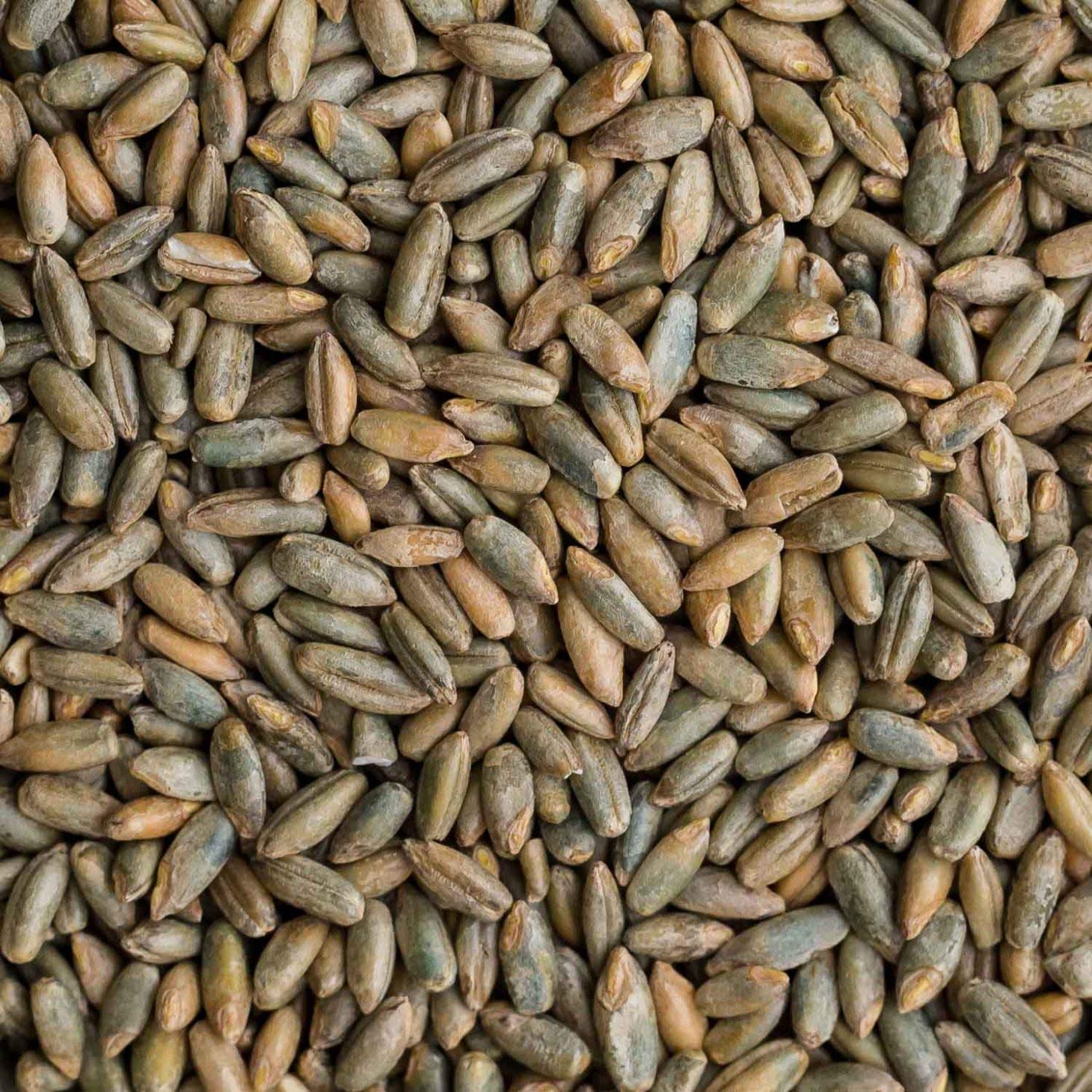 CZ Grain 25 Pounds Signature Rye Berries - High in Fiber and Iron - 25 LB Bag of Rye Berries