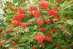 Rowan, (European Mountain Ash), Sorbus aucuparia, Tree Seeds (50 Seeds)