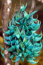 Climbing Jade Vine Seeds to Plant - 3 Big Healthy Seeds