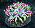 Mixed Color Desert Rose Seeds | Easy to Grow Adenium Obesum - Exotic Bonsai Plant