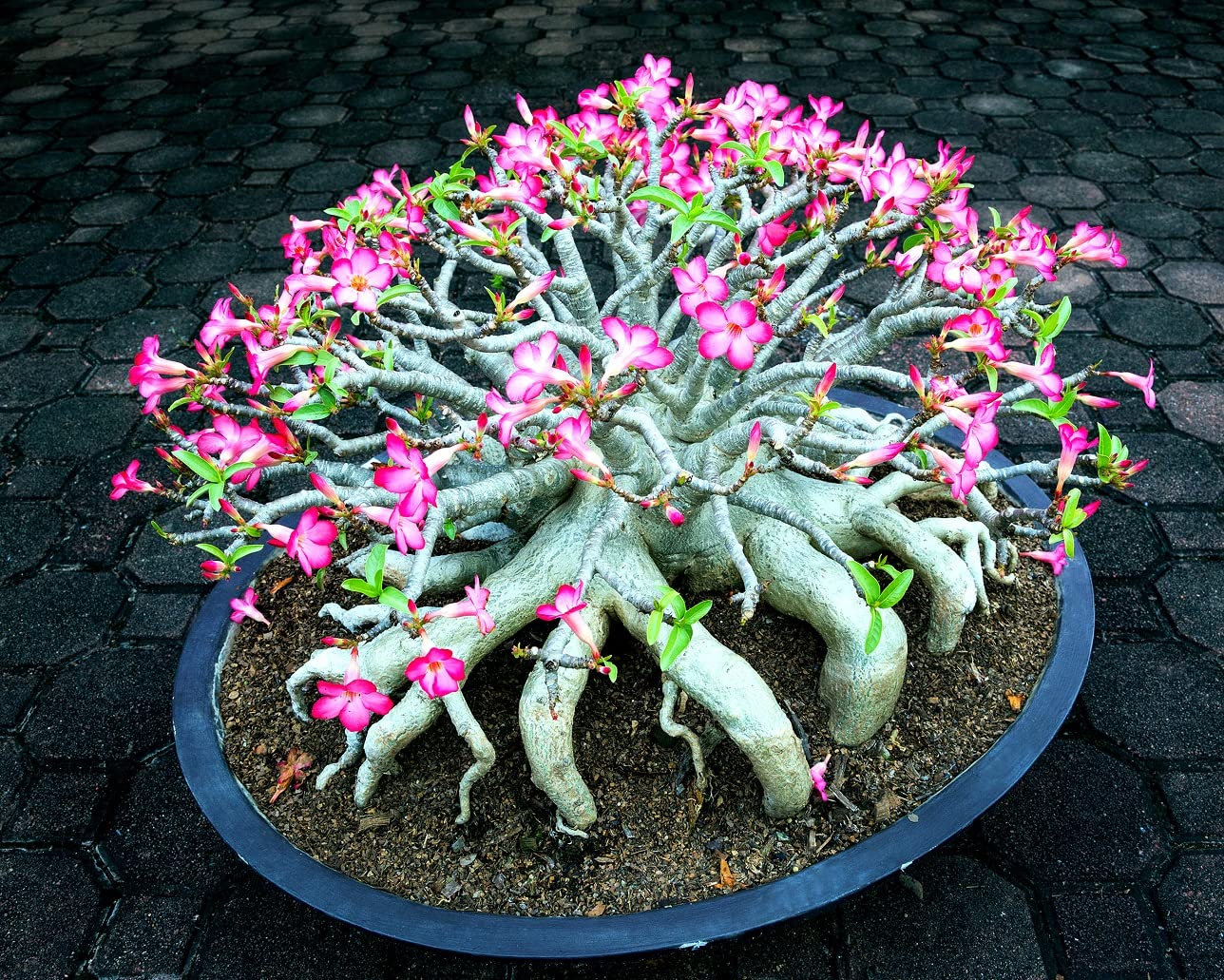 Mixed Color Desert Rose Seeds | Easy to Grow Adenium Obesum - Exotic Bonsai Plant