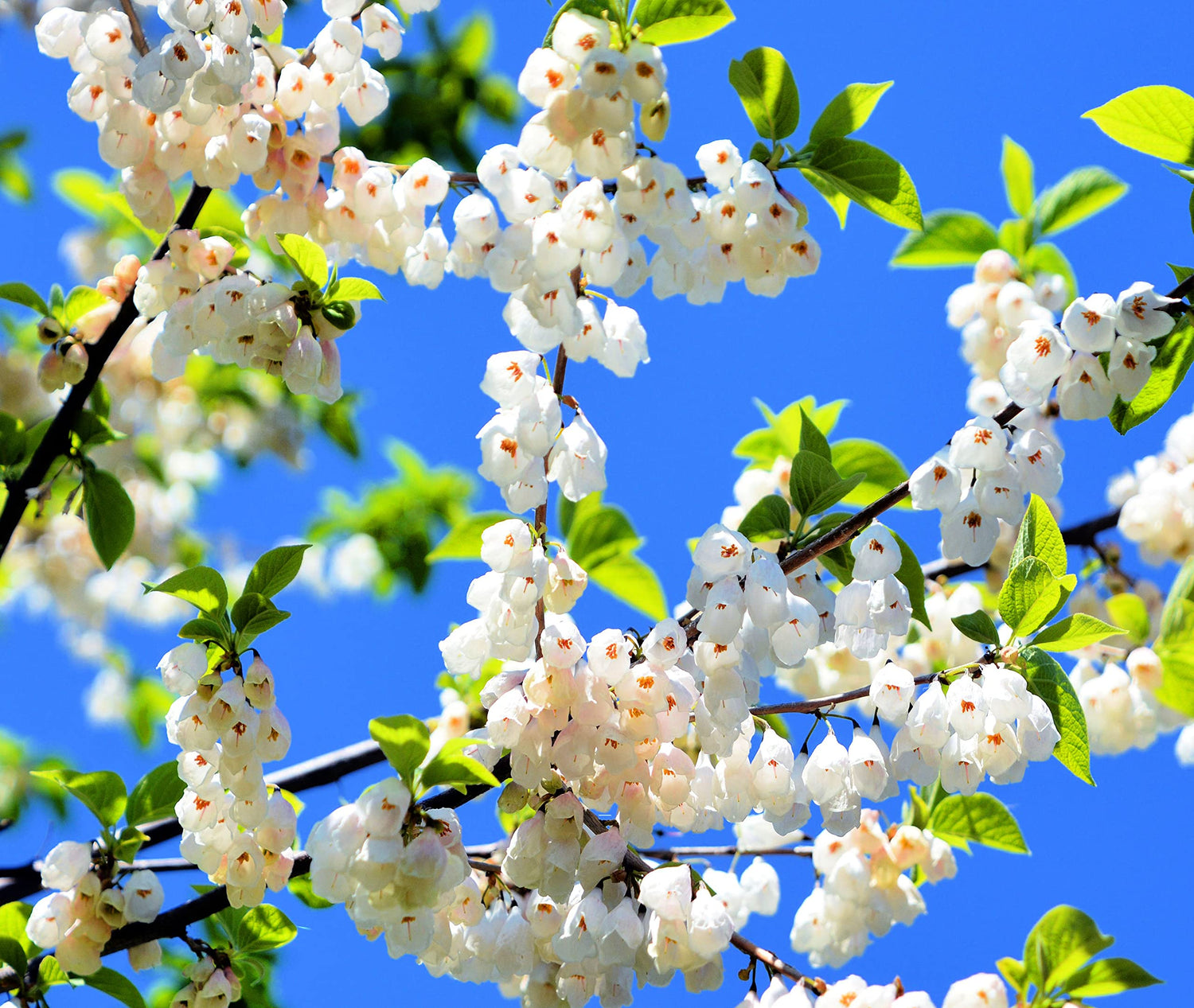 Carolina Silverbell Tree Seeds for Planting - 6 Large Seeds Halesia carolina - Stunning Flowering Tree