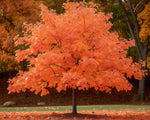 30 Sugar Maple Tree Seeds for Planting - Vibrant Yellow Fall Leaves - Acer Saccharum