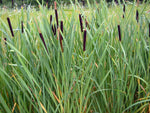 Cattail (2000 Seeds) Fresh This Season's Harvest from My own Garden