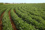 Soybean Seeds