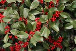 American Holly Seeds for Planting - 30 Seeds - Ilex opaca