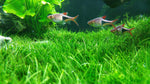 Aquarium Water Grass Seeds for Fish Tank | 100+ Seeds | Decoration Creates Lush Green Carpet, Dwarf Aquarium Grass, Small Cow Hair Grass Seeds