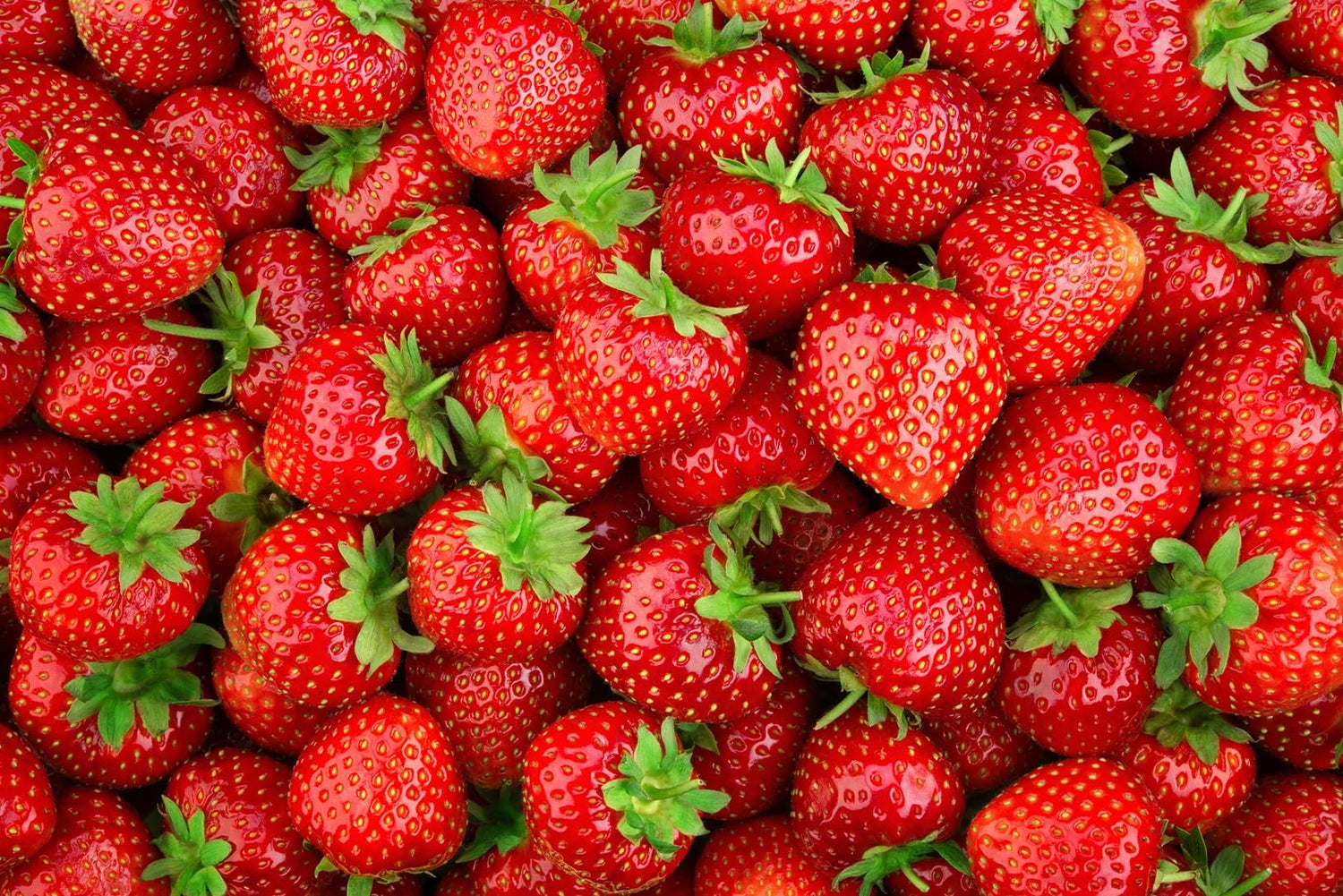 50 Brunswick Strawberry Roots to Grow - Large and Delicious Red Strawberries - Healthy Rootstock