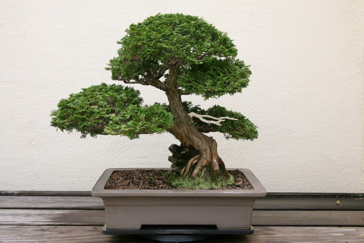 Hinoki Cypress Bonsai Tree Seeds - 20 Seeds to Grow - Evergreen Bonsai Tree - Ships from Iowa, USA