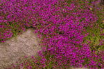 Purple Creeping Thyme Seeds - 250+ Seeds - Amazing Ground Cover Plant, Breckland Thyme
