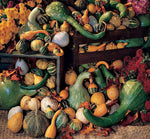 Large Gourd Mix Seeds to Grow | 25+ Seeds | Grow Your Own Fall Decor