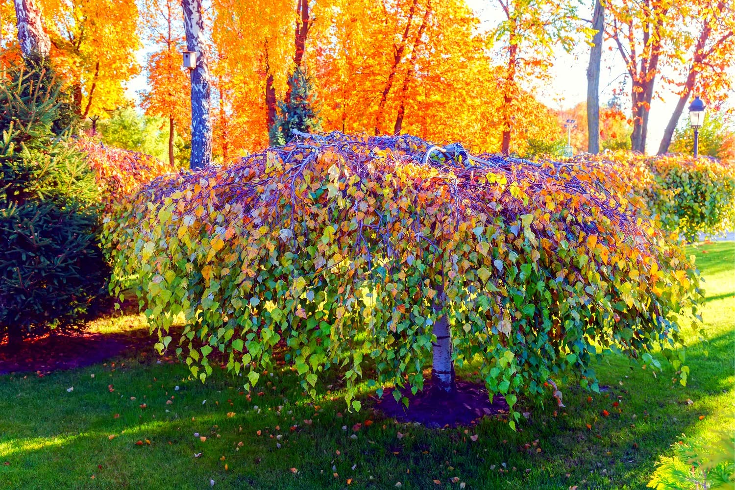 Weeping Silver Birch Tree Seeds for Planting | 250+ Seeds | Betula pendula, Highly Prized for Bonsai or Garden