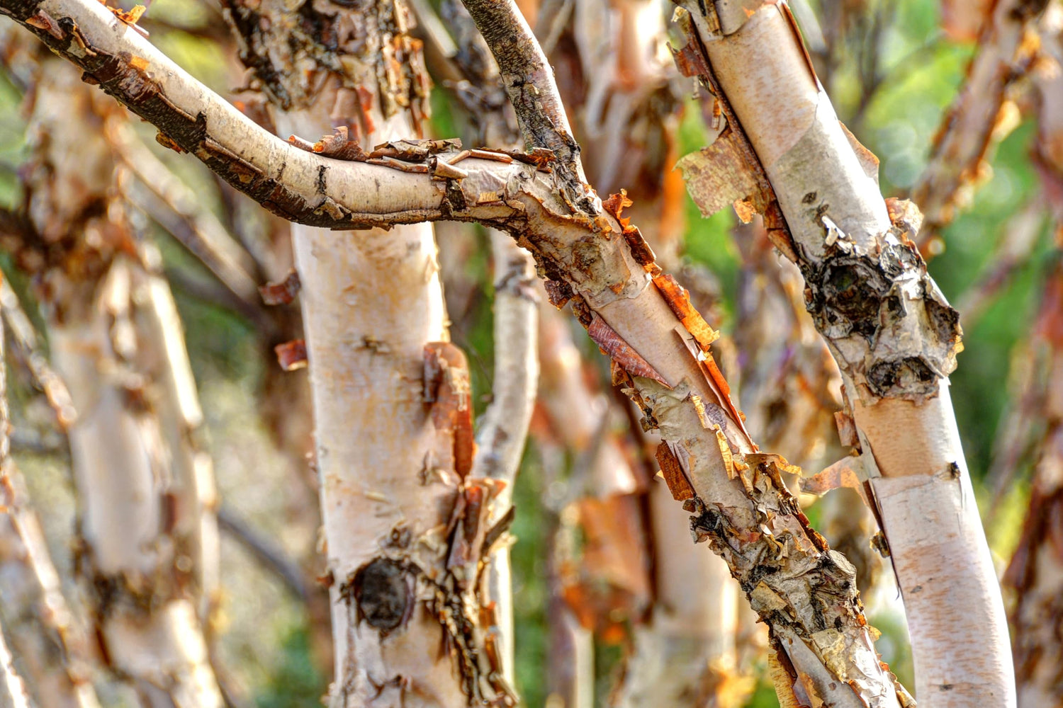 River Birch Trees for Planting | Beautiful Peeling Bark and Curvy Branches, Great for Landscaping and Shade