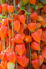 Chinese Lantern Seeds for Planting | 100+ Seeds | Stunning Lantern Like Blooms