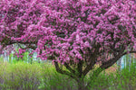 Zumi Crabapple Tree Seedlings for Planting - Grow Fruit Trees