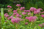 VANCEFELKEL Swamp Milkweed Seeds for Monarch Butterflies 200 Pcs Swamp Milkweed Seeds for Planting (Asclepias Incarnata)