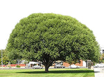 4 Globe Willow Trees - Shade or Privacy Tree - Fast Growing
