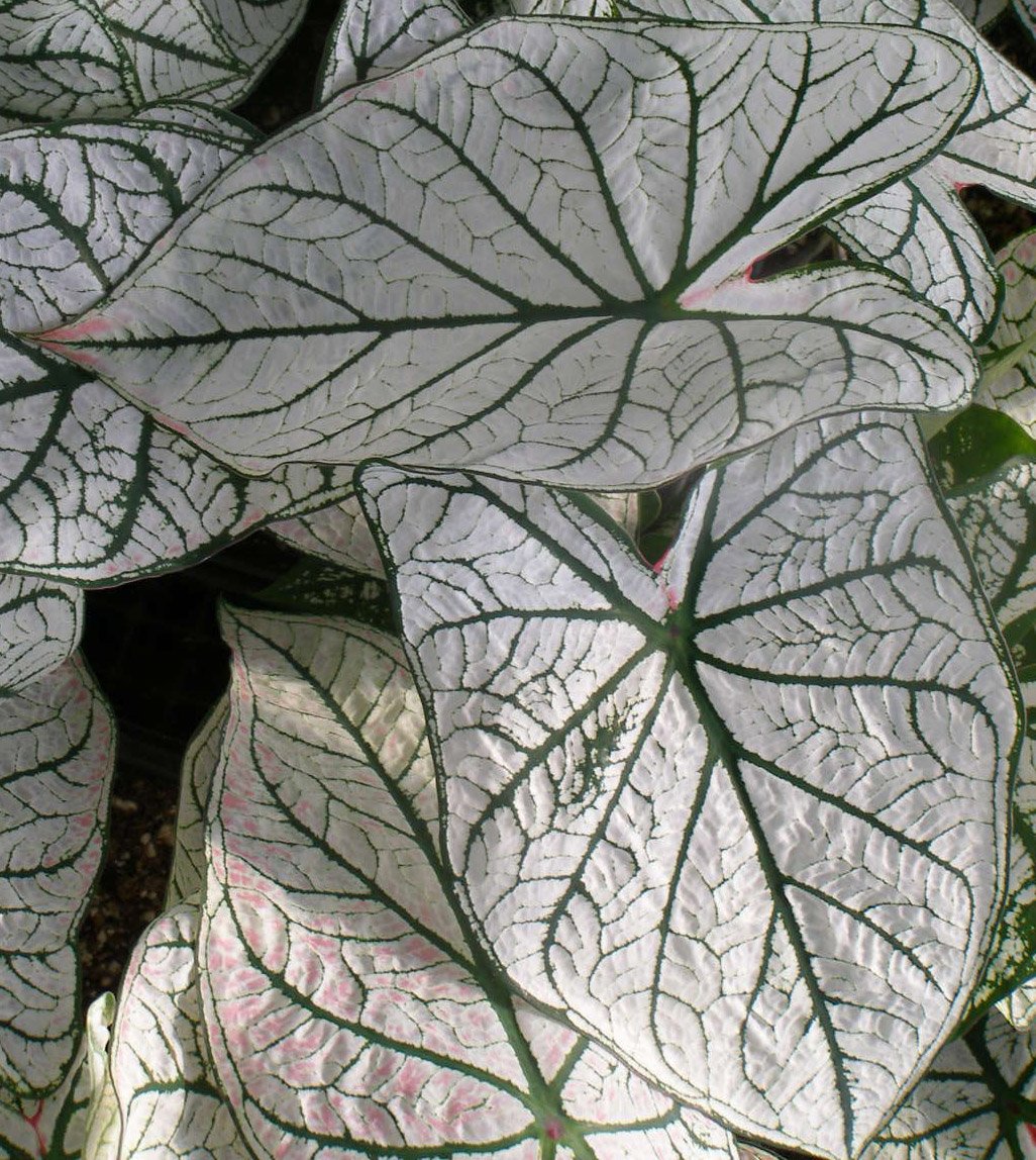 (6) Colorful Shade Loving Fancy Caladium White Christmas Bulbs for Growing Your Own Caladium Plants