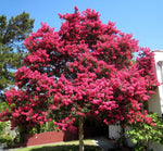 Seeds - Crape Myrtle, Lagerstroemia Indica, Tree 50 Seeds (Fast, Showy, Fall Color), Tree, Flower, Fruit, (YNKS) Seeds