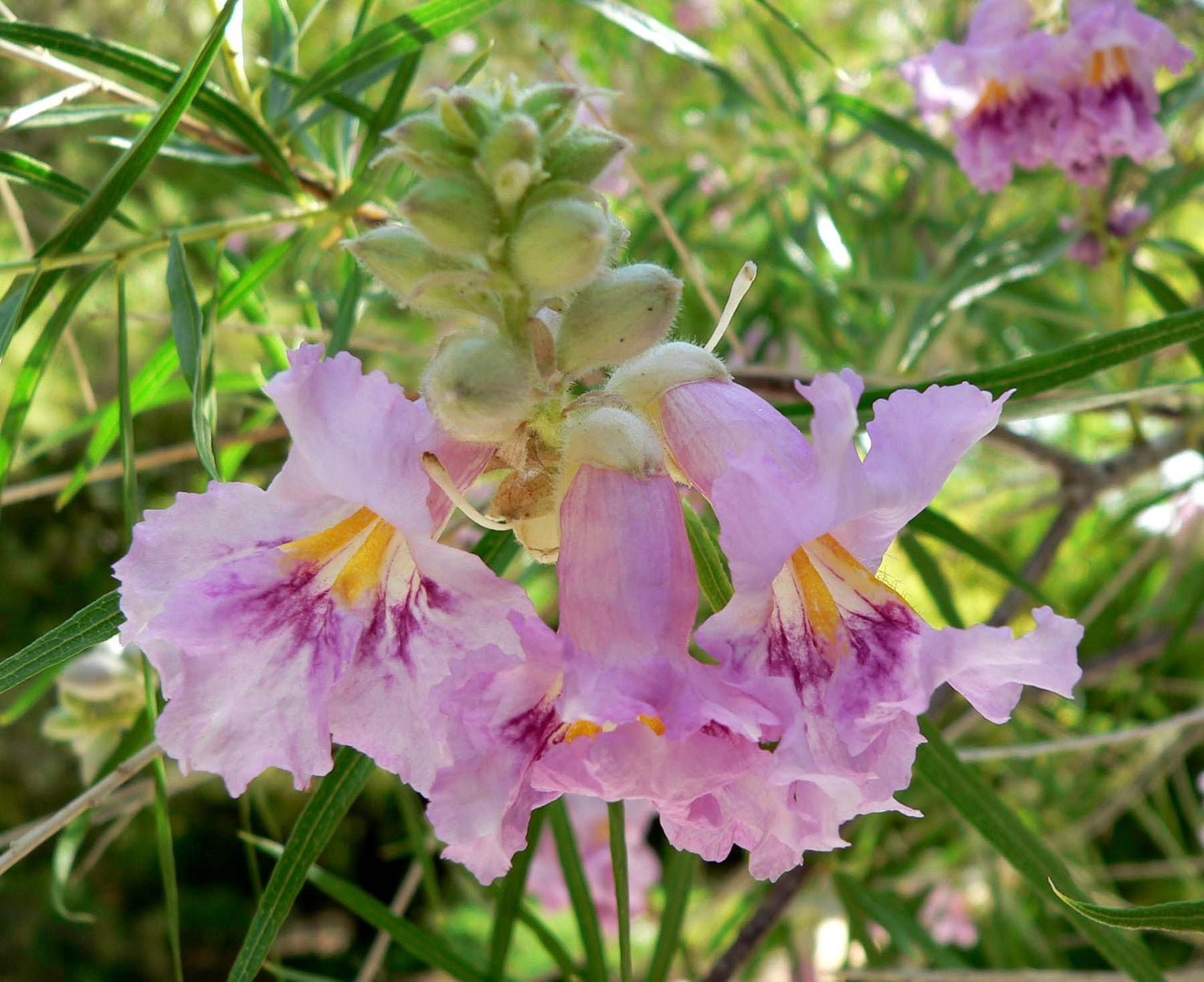 Desert Willow Tree Seeds - 25+ Seeds to Grow - Beautiful Flowering Willow Tree