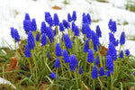Blue Grape Hyacinth Muscari Bulbs for Planting - Easy to Grow