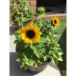 Dwarf Sunflower Seeds - 100 Seeds for Planting