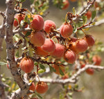 Desert Peach Bush Seeds for Planting (5 Seeds) - Prunus andersonii