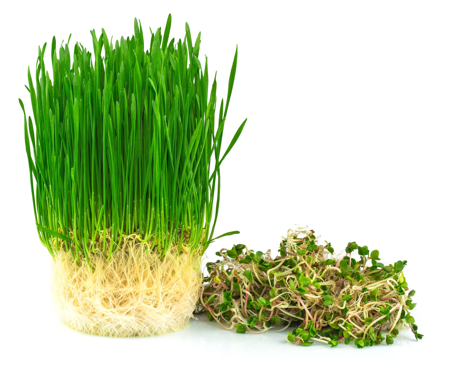 Wheatgrass Seeds; Hard Red Winter Wheat, Non-GMO, Chemical Free, High Germination
