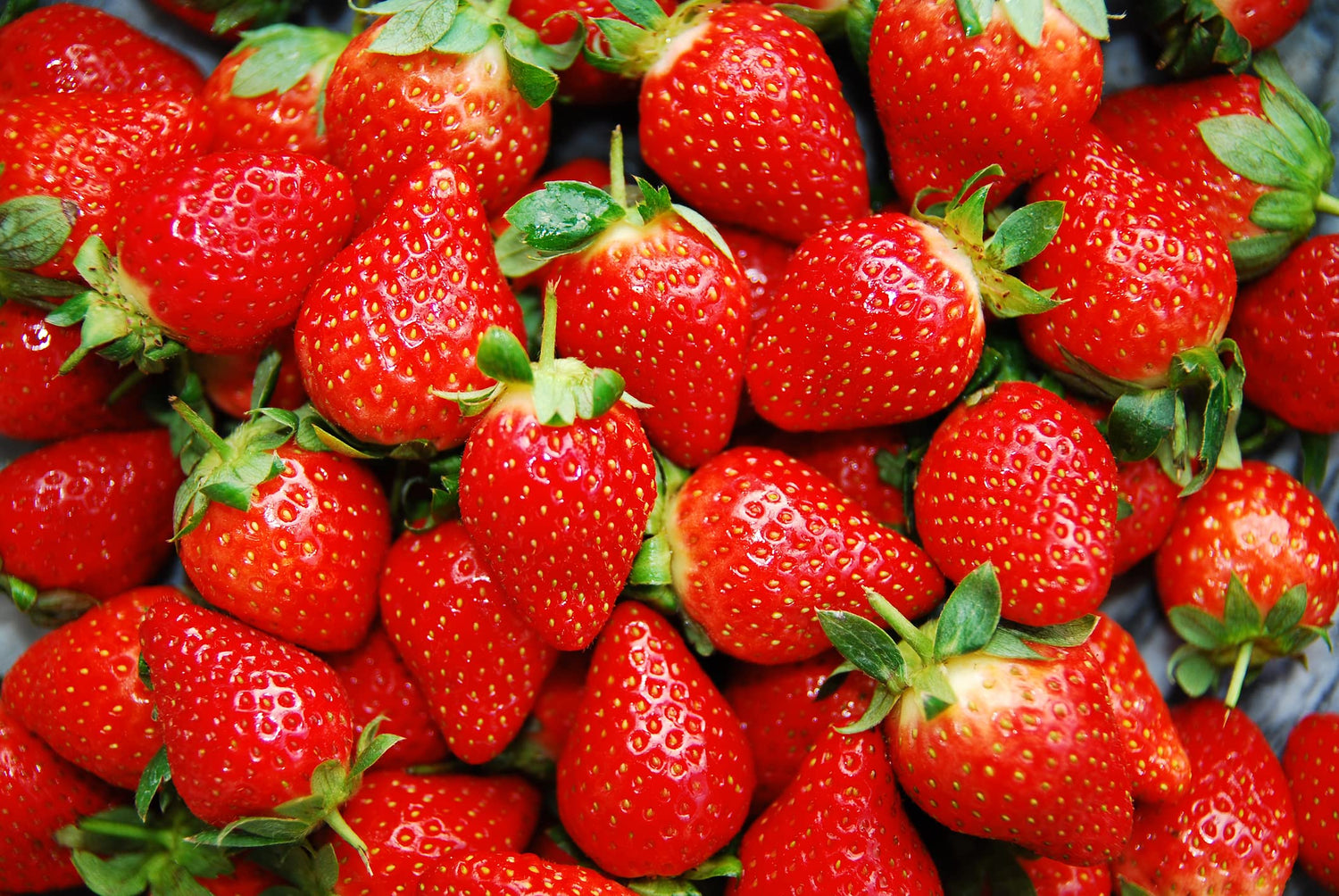 Delicious Red Strawberry Seeds - 100+ Seeds - Long Blooming, Easy to Grow Perennial Fruit Vine - Made in USA, Ships from Iowa.