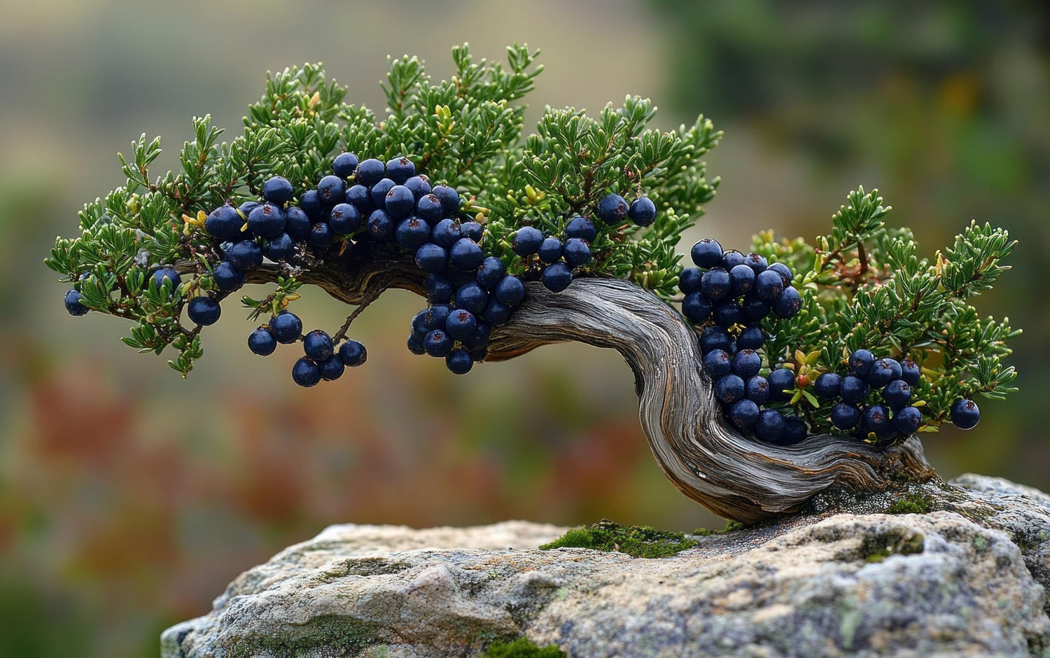 30 Eastern Red Cedar Bonsai Tree Seeds for Planting - Juniperus communis