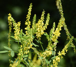 Yellow Sweet Clover Seeds for Planting