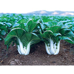 Joi Choi F1 Hybrid Pak Choi Chinese Cabbage Seeds (100 Seeds)