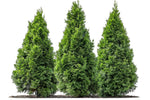 American Arborvitae Tree Seedlings - Giant Thuja Tree, Thuja Occidentalis - White Cedar Seeds for Planting - Swamp Eastern Thuja White Arborvitae