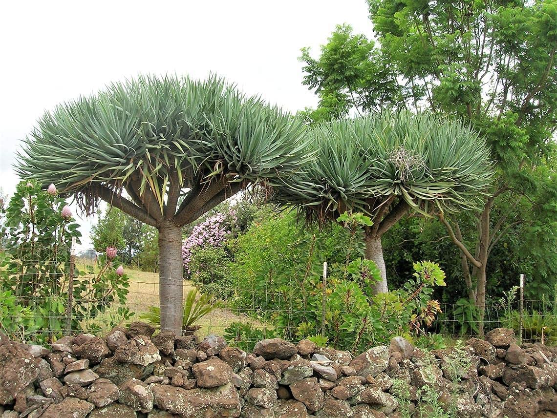 Dragon Tree Seeds to Grow - 10 Seeds - Dracaena Draco Seeds for Planting - Exotic Tree Seeds - Indoor Bonsai Tree