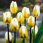 Yellow and White Tulip Bulbs for Planting - Easy to Grow