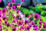 Globe Amaranth Seeds for Planting - Gomphrena (Gomphrena Globosa Purple) - Stunning Purple Flowers