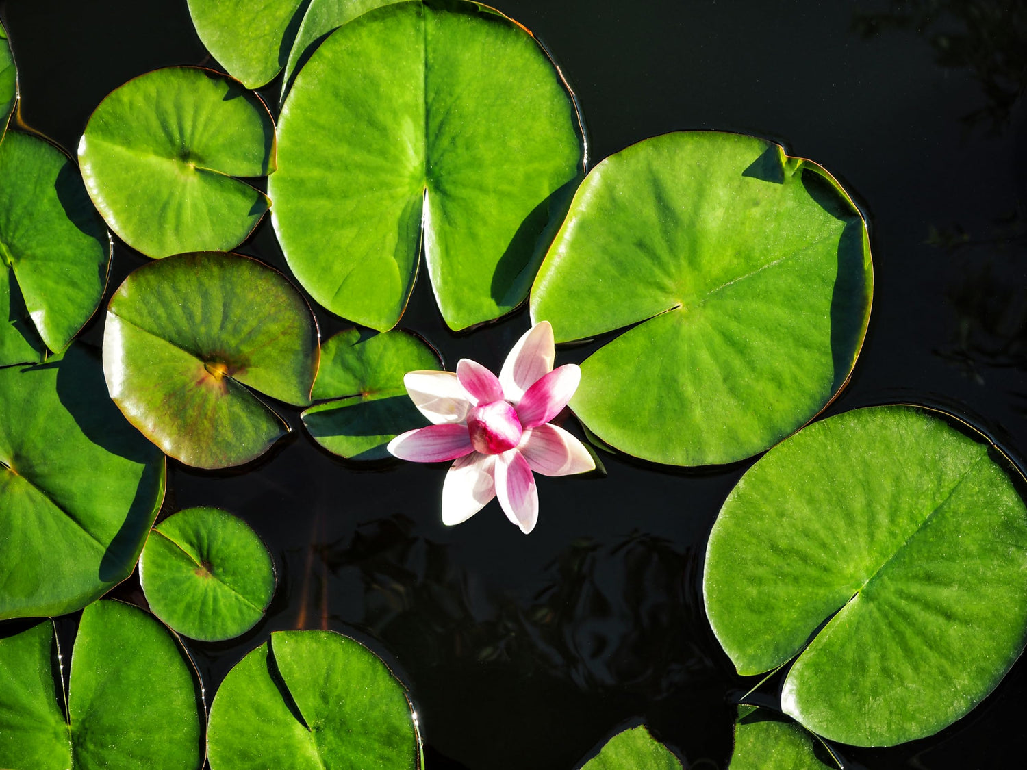 Lily Pad Plant Root Stock for Growing - Great Aquatic Feature, Bowl Bonsai, Aquarium Koi Pond or Large Pond, Water Lily Plant for Planting