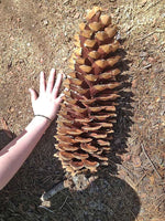10 Giant Sugar Pine Tree Seeds for Planting - Produces The Largest Pine Cones on The Planet