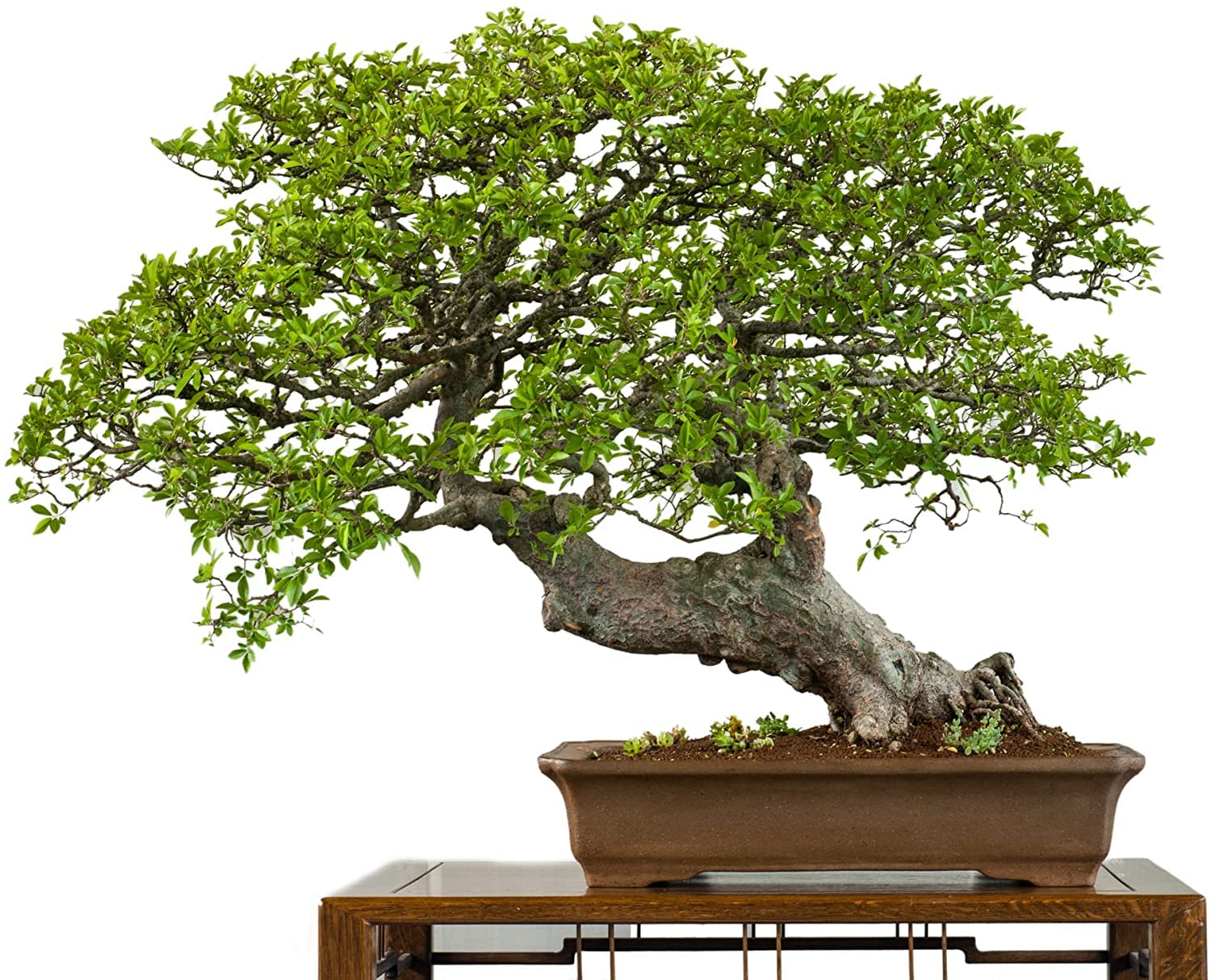 Chinese Elm Bonsai Tree Seeds - 30 Seeds - Prized Bonsai Specimen