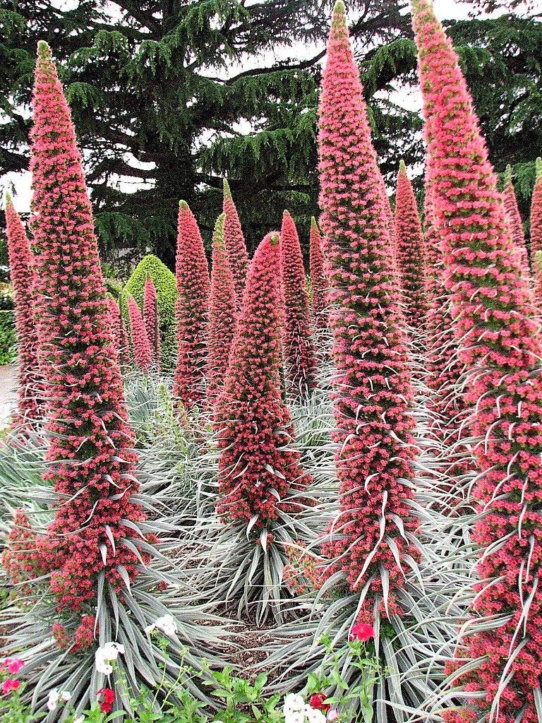 Seeds: 25 Tower of Jewels Red Bugloss Echium Wildpretii Ruby Hummingbird Flower (Best Seeds)Flat Shipping Can Grow in Pot