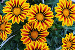 Gazania Flower Seeds - 500+ Seeds to Grow - Made in USA, Ships from Iowa - Great with Marigold or Roses. Gazinga Seeds