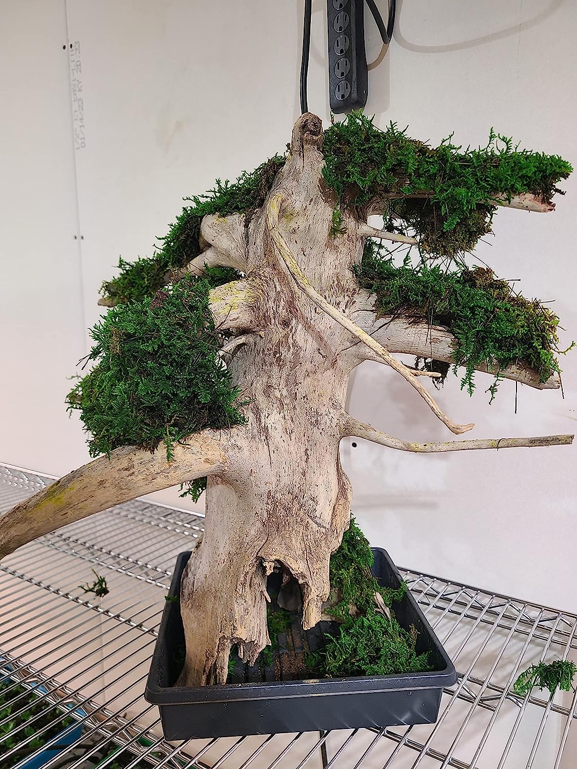 Driftwood and Moss Bonsai Tree - Fresh Water Driftwood and Preserved Moss