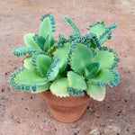 3-4 Inch Tall Mother of Thousands Plant with Plantlets on The Leaves - Tall Kalanchoe daigremontiana - Mexican Hat Plant Succulent