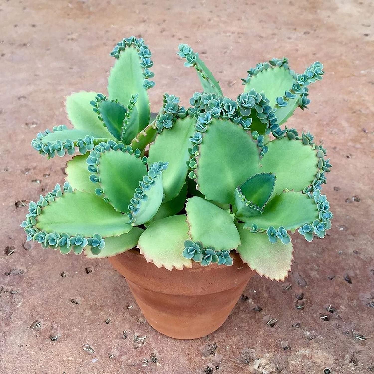 3-4 Inch Tall Mother of Thousands Plant with Plantlets on The Leaves - Tall Kalanchoe daigremontiana - Mexican Hat Plant Succulent