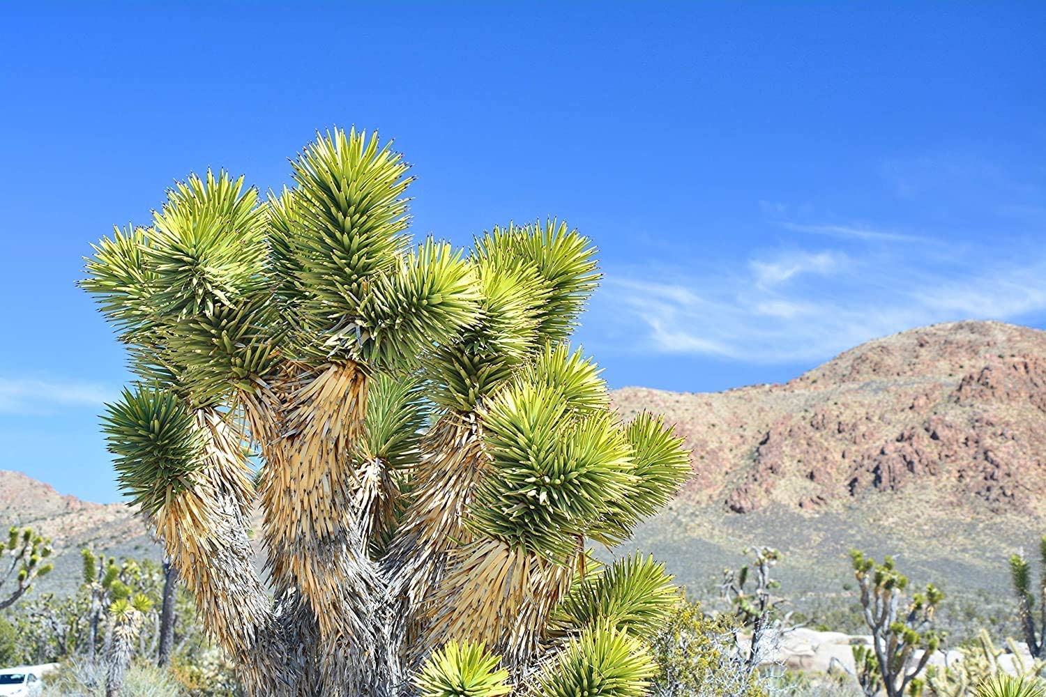 Joshua Tree Bonsai Seeds - 10 Seeds to Grow - Highly Prized Joshua Tree - Made in USA, Ships from Iowa