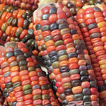 Earth Tones Dent Corn Seed -Tones of Gold,Bronze,Mauve-Pink,Green,Brown and Blue(100 Seeds)