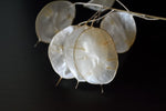 White Money Plant Seeds for Planting - 30 Seeds - Lunaria Biennis - Honesty Plant Seeds