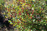 SAVOIR Winterberry (Ilex verticillata) 100pcs Seeds for Planting, Celastrales, Aquifoliaceae - Holly Family, Michigan Holly. Christmas Berry, Open Pollinated, Heirloom, Non-GMO