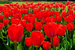 Best Red Tulip Bulbs for Planting - Easy to Grow - Made in USA, Ships from Iowa